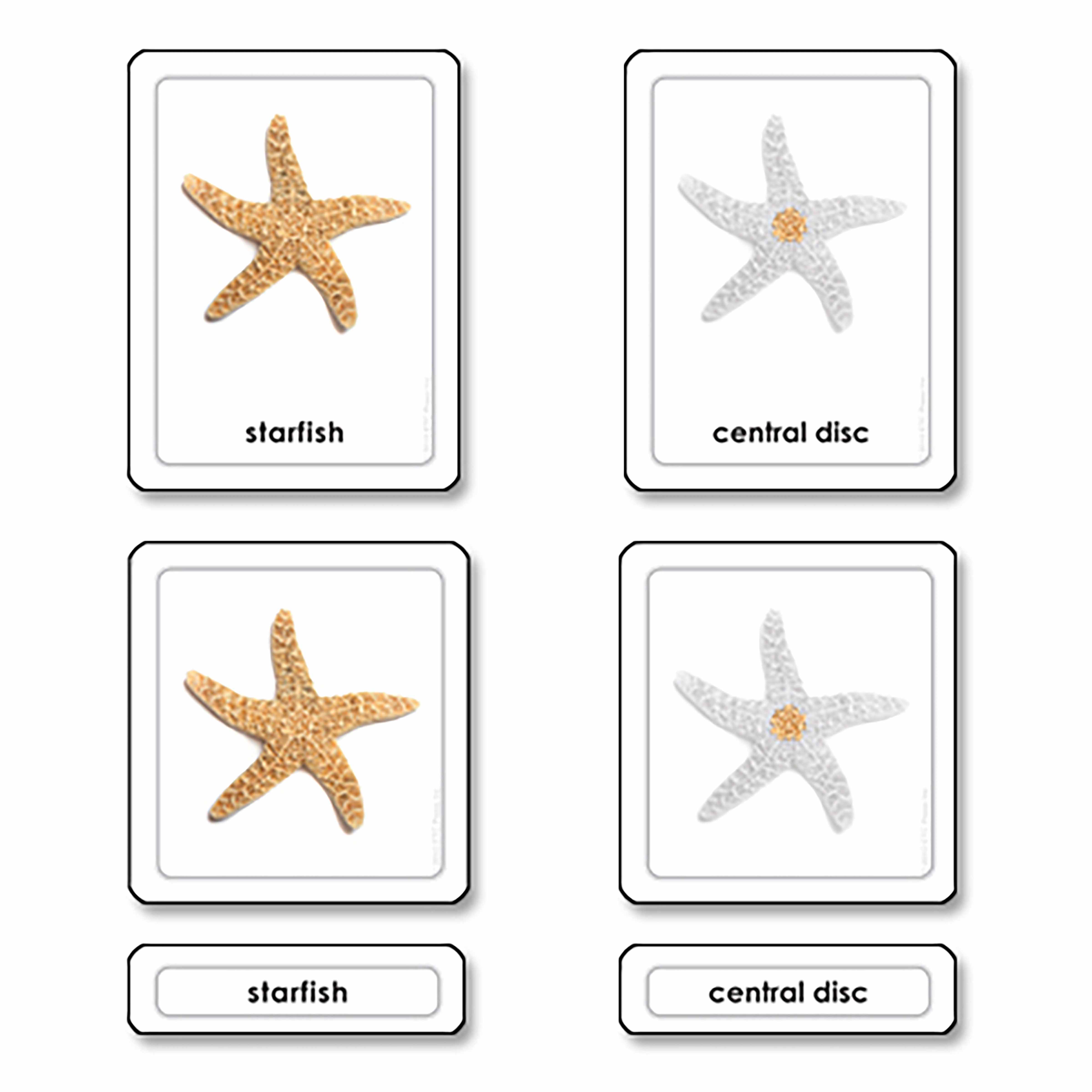 Parts of a Starfish (Echinoderms) - Asocijacija Montessori Srbija - AMS.